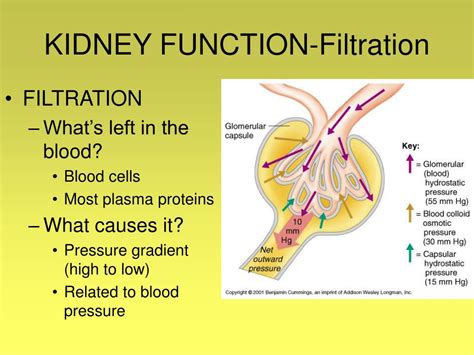 why are kidney similar to a coffee filter